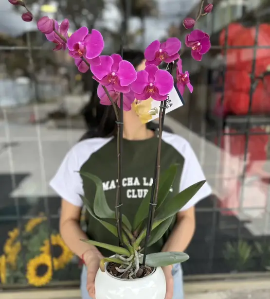 Orquideas moradas