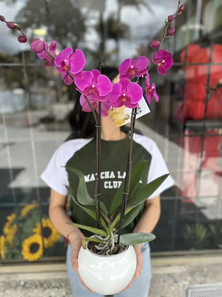 Orquideas moradas Orquideas moradas