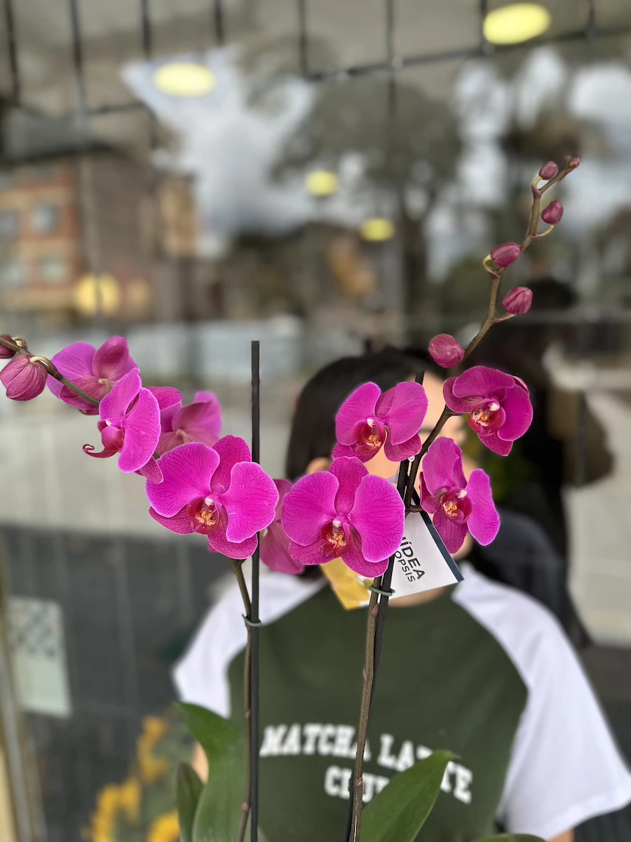 Orquideas moradas bogota