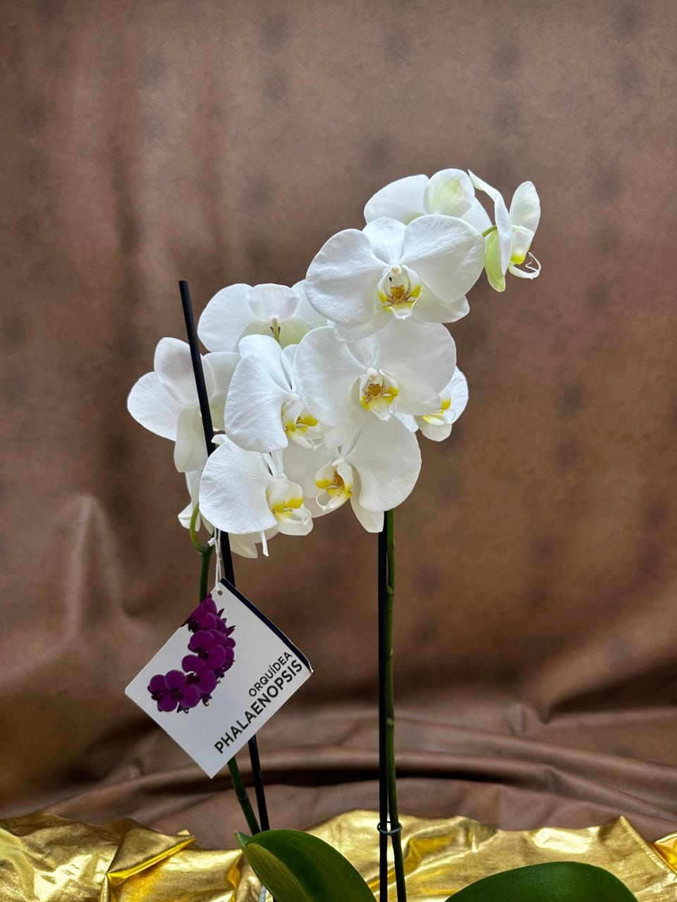 orquidea blanca bogota