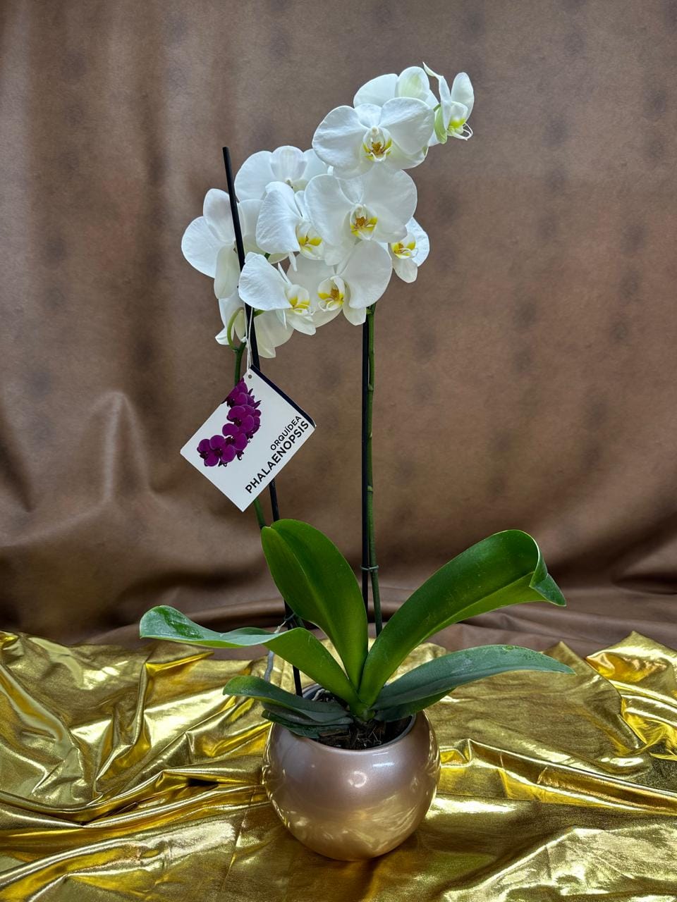 orquidea blanca