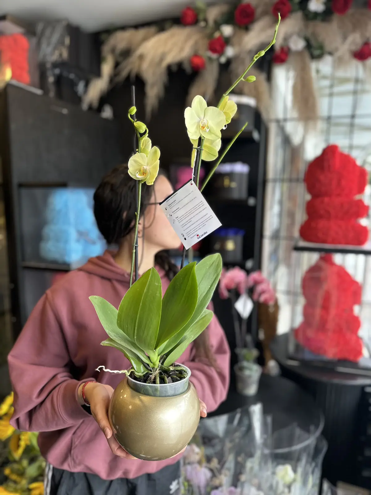 orquideas amarillas bogota