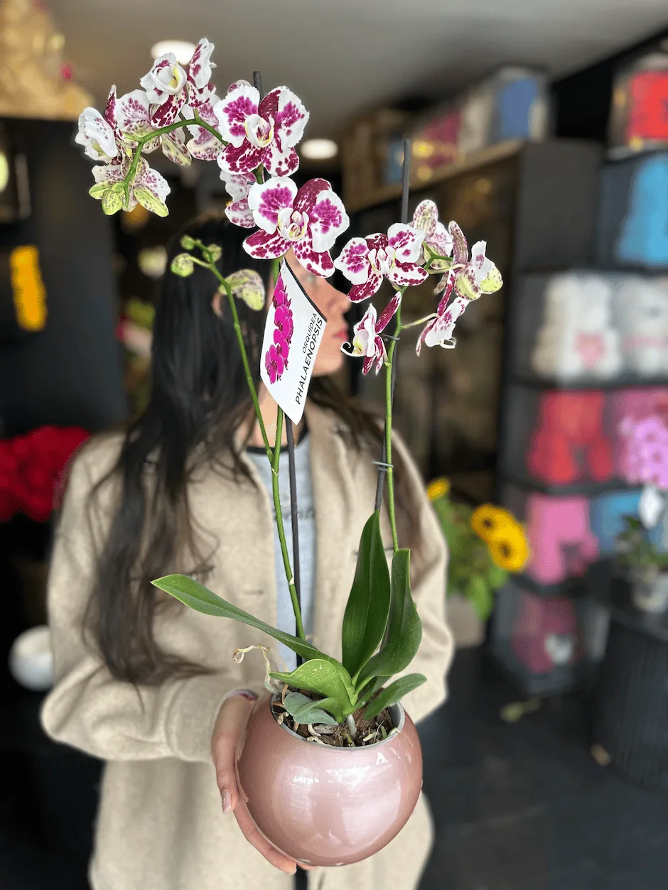 Orquidea Bicolor Domicilio