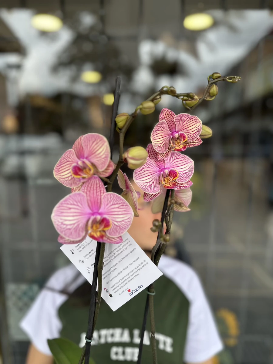 Orquidea Rosada Domicilio