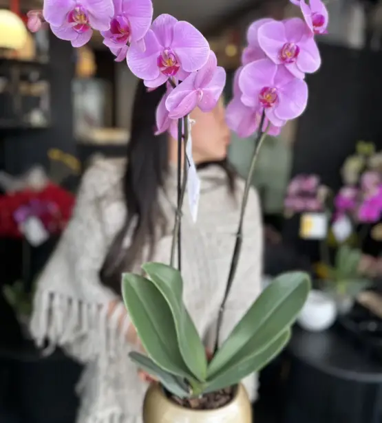 orquidea phalaenopsis bicolor elegancia y belleza natural