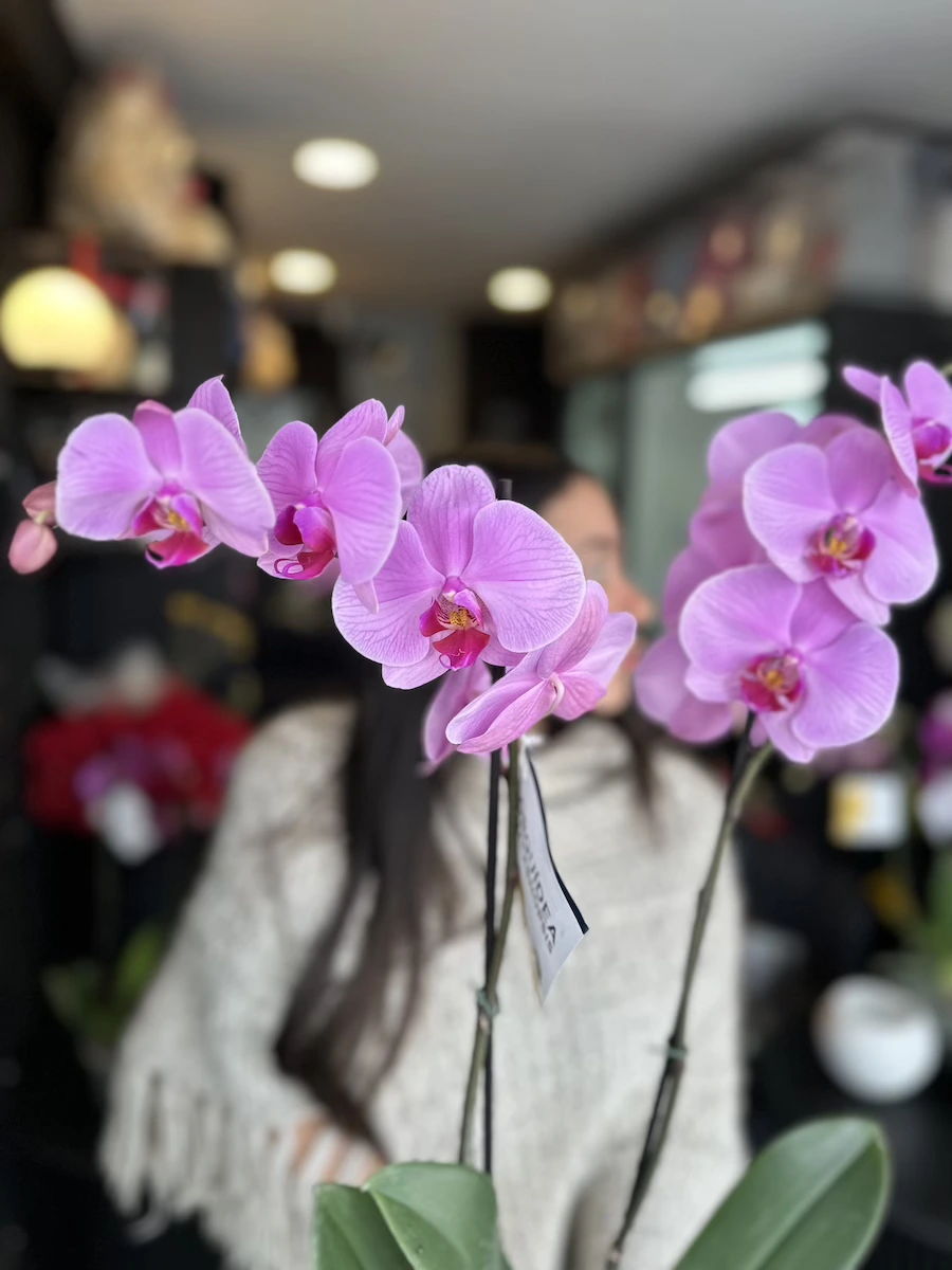 orquidea phalaenopsis bicolor elegancia y belleza natural