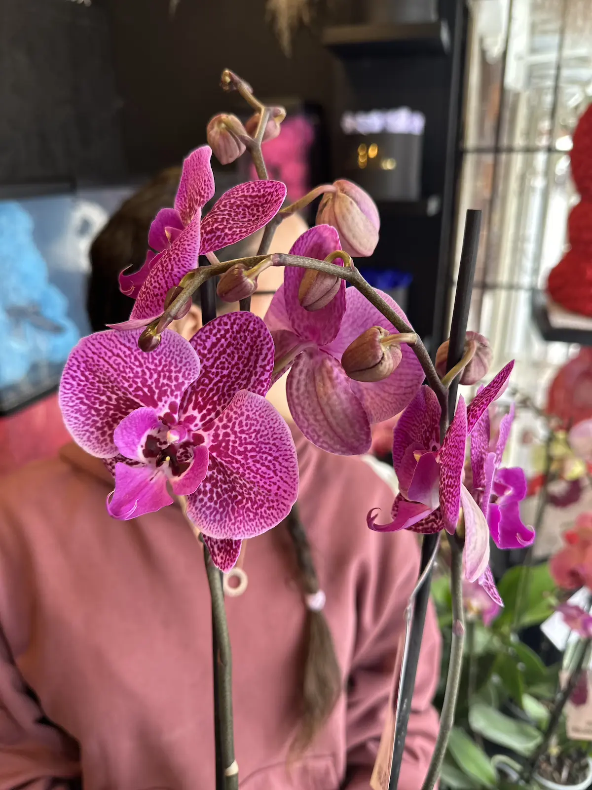 orquideas a domicilio morada