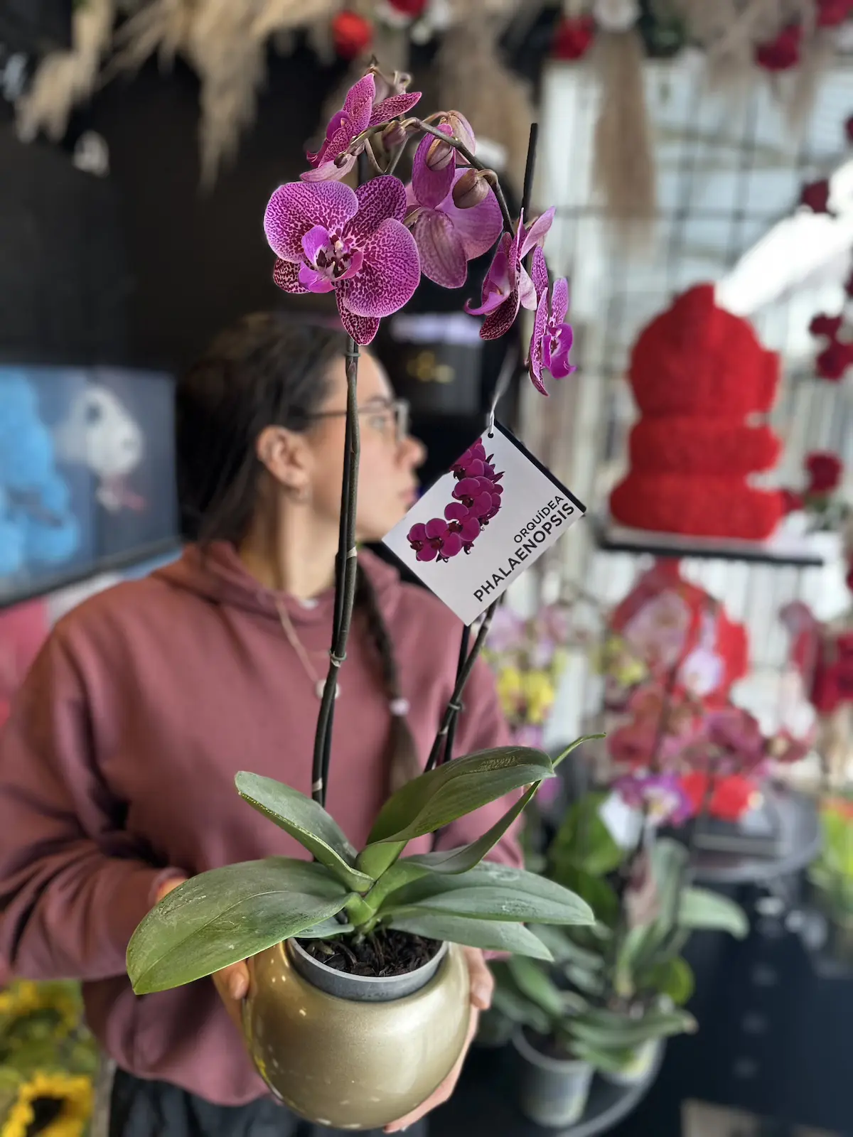 orquideas moradas