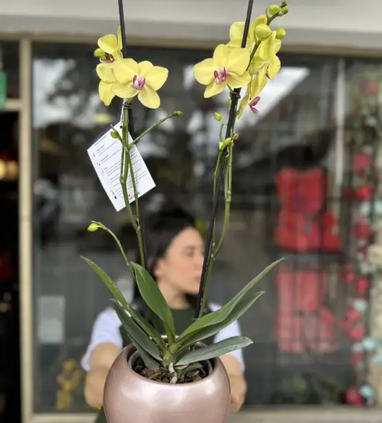 Orquidea Amarilla