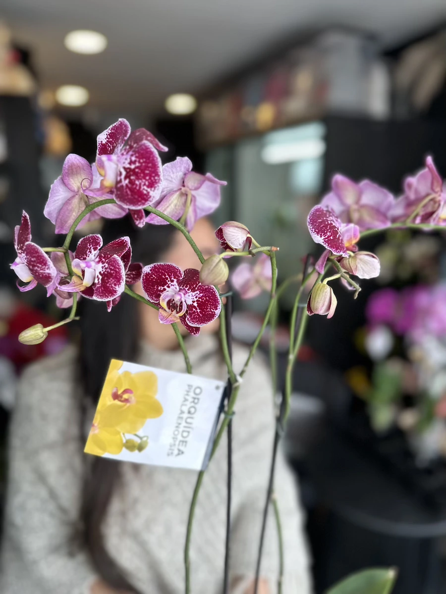 orquidea fucsia y rosado combinada