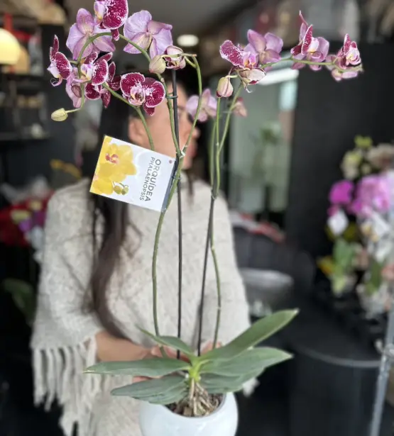 orquidea fucsia y rosado combinada