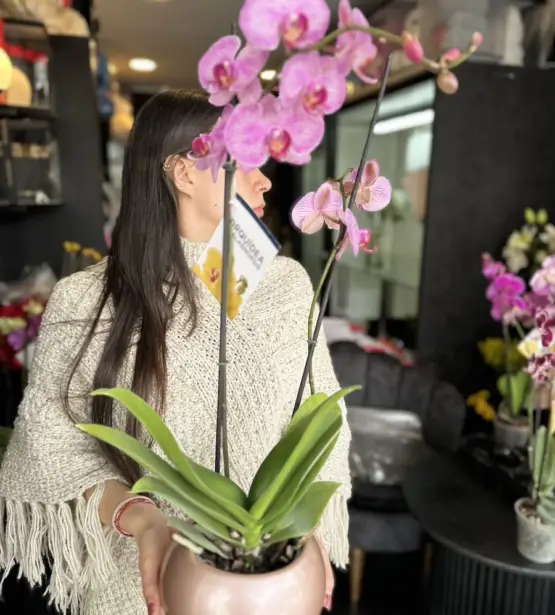 orquidea oro rosa phalaenopsis