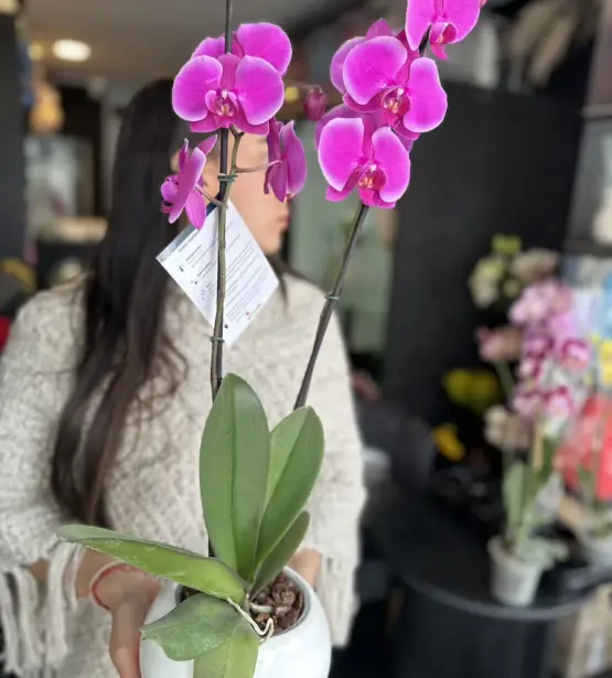 orquidea violeta claro phalaenopsis