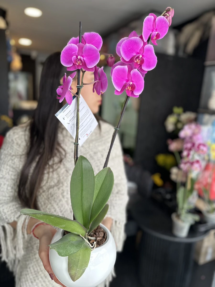 orquidea violeta claro phalaenopsis