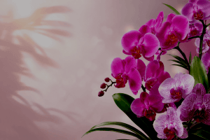 Orquideas Colombia