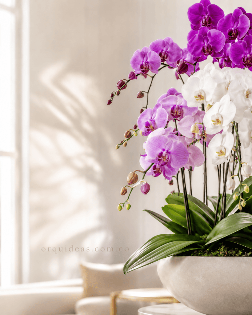 Orquídeas Bogotá